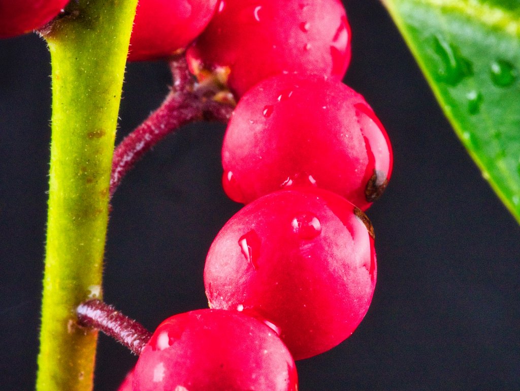cherries-leica-closeup2.jpeg