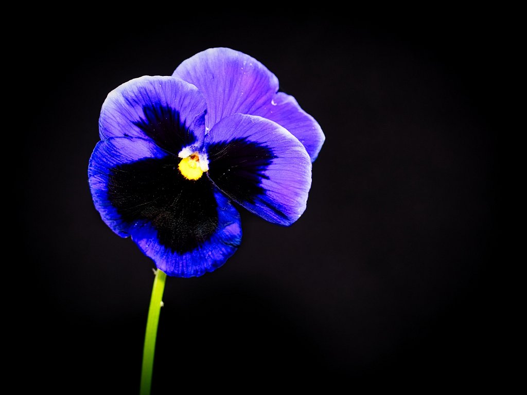 Purple-Flower-Leica-45mm.jpeg