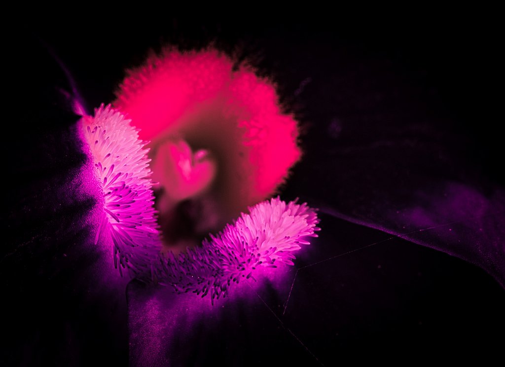 Purple-Flower-Pollen-Leica-45mm-Macro.jpeg