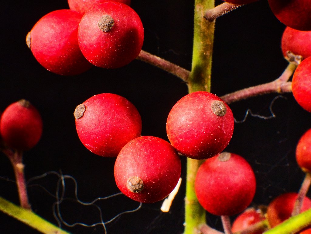 red-berries-close-up-2.jpeg