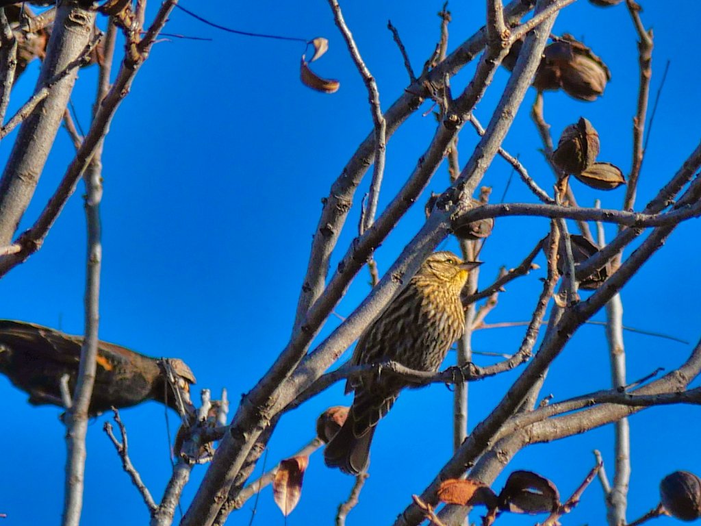 Bird-in-Sitting-in-a-tree-branch-Lumix-100-300mm.jpeg