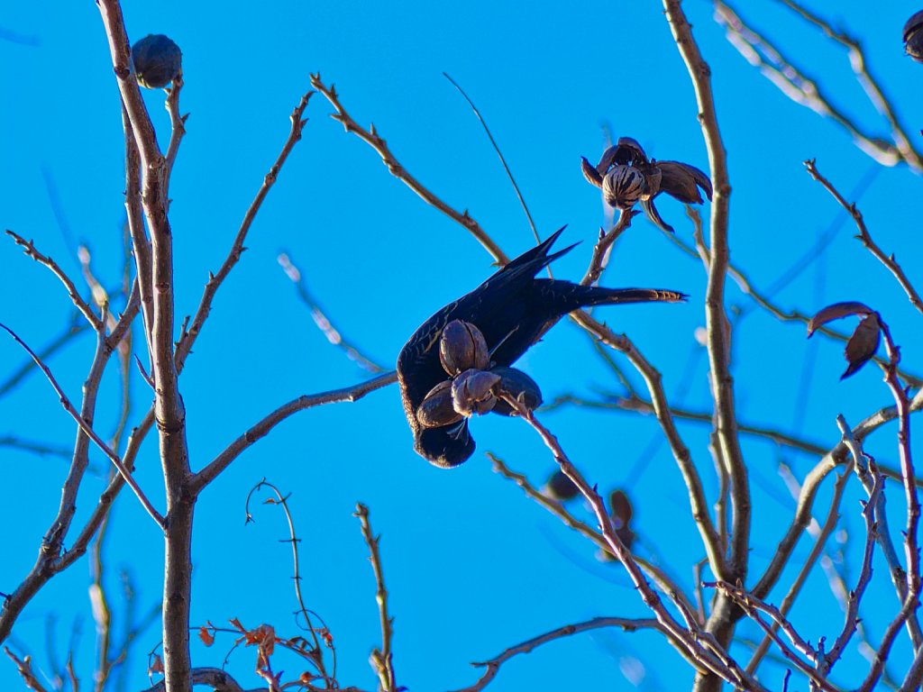 Bird-in-Branch-Eating-Walnuts-Lumix-100-300mm-00001.jpeg
