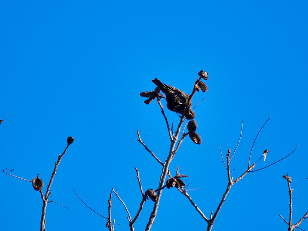 Bird-in-Branch-Eating-Walnuts-Lumix-100-300mm-00003.jpeg