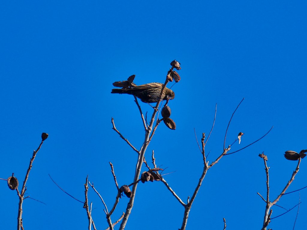 Bird-in-Branch-Eating-Walnuts-Lumix-100-300mm-00004.jpeg