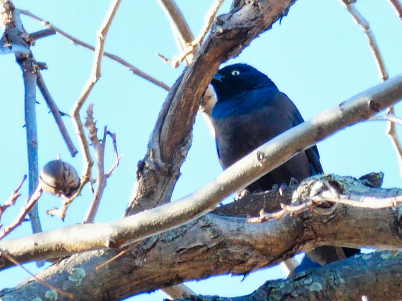 BirdinBranchEatingWalnutsLumix100300mm00002.jpeg Peter Pohls