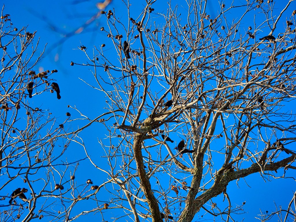 Birds-in-Branch-Lumix-100-300mm.jpeg