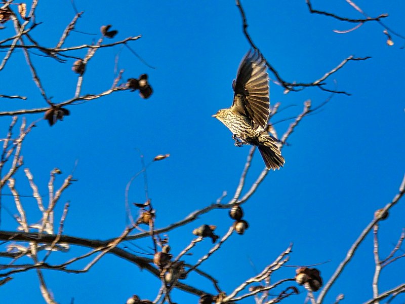BirdLandinginBranchcutLumix100300mm.jpeg Peter Pohls Photography