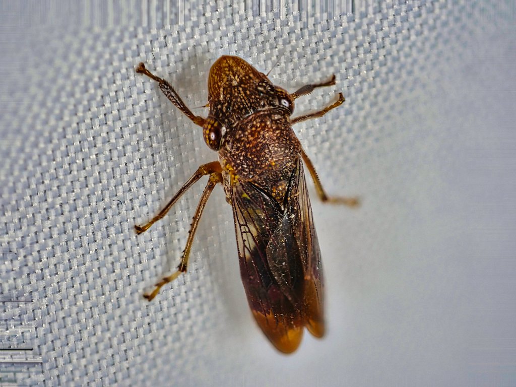 Insect-Leica-45mm-Macro.jpeg
