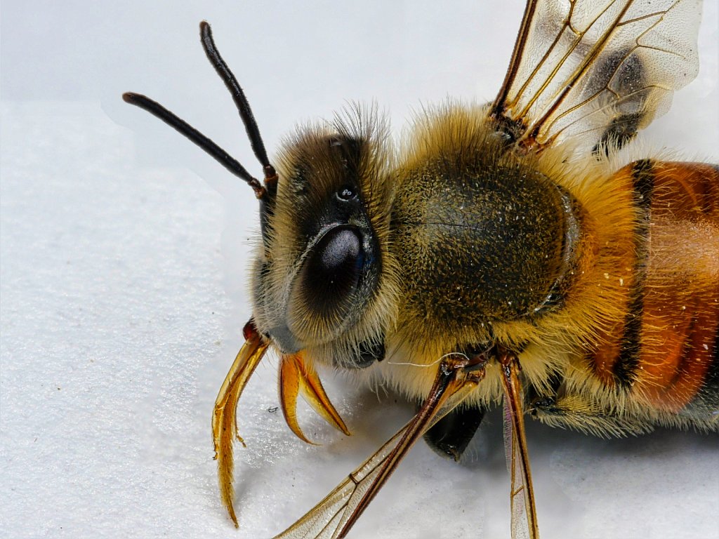 Bee Dead