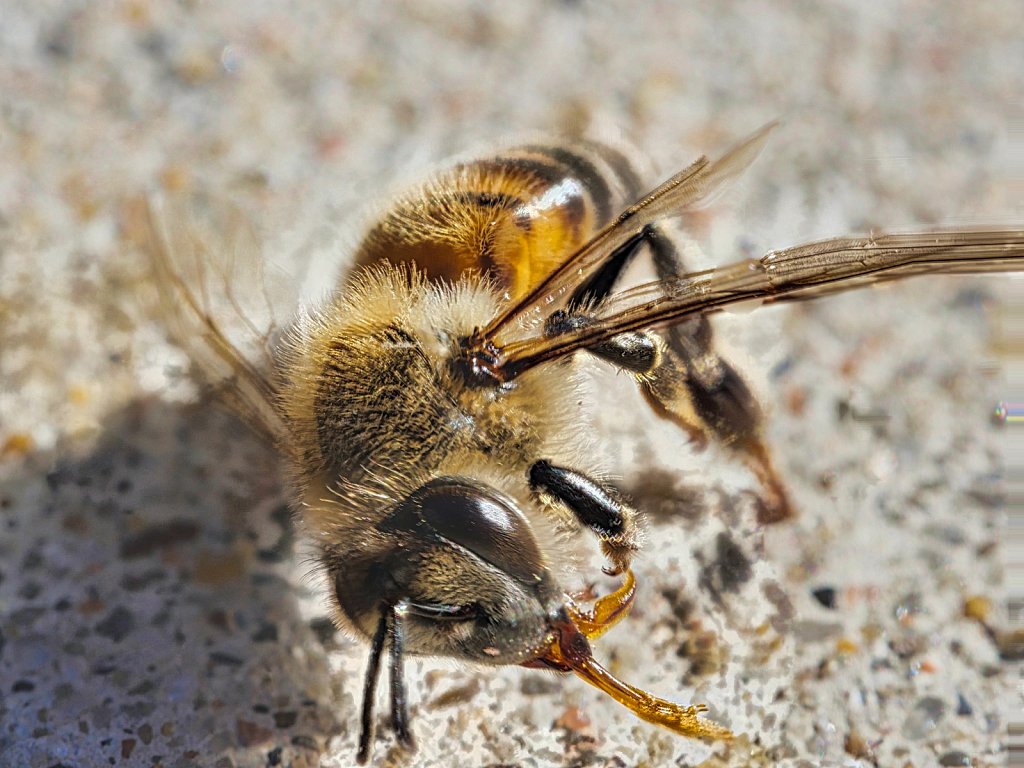 Bee Dead