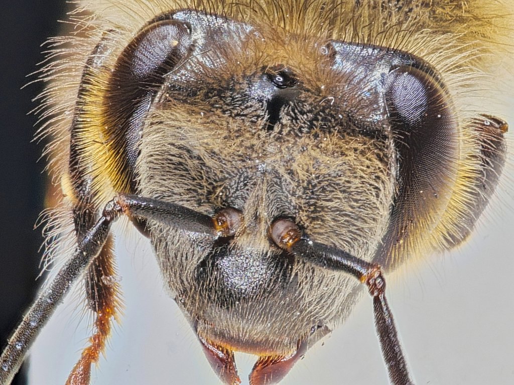 Bee on Sugar Patty