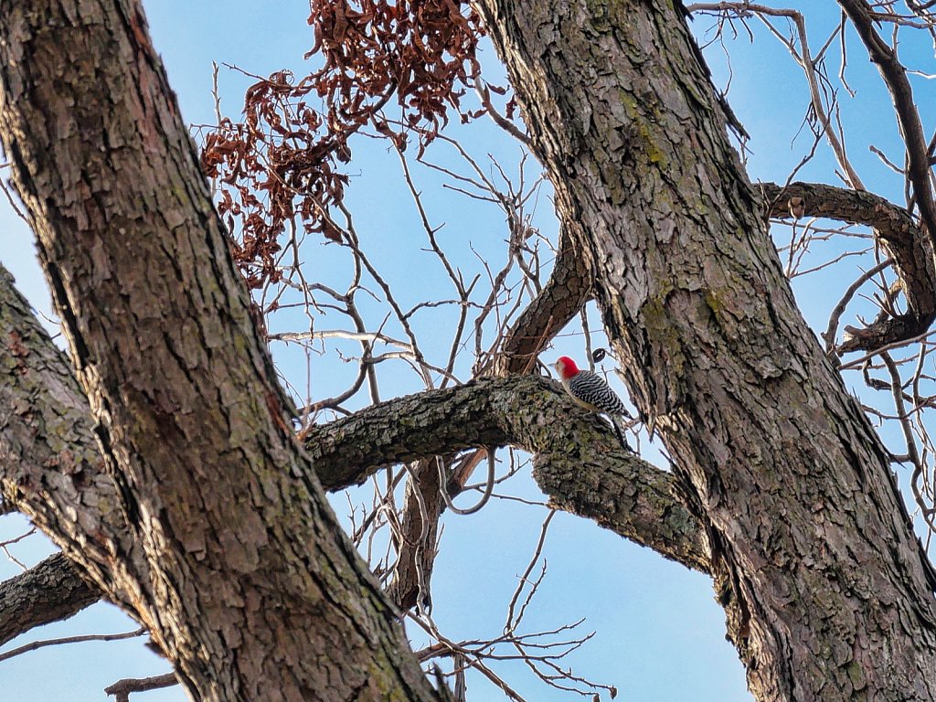 Woodpecker-in-Pecan-Tree-Lumix-100-300-00002.jpeg