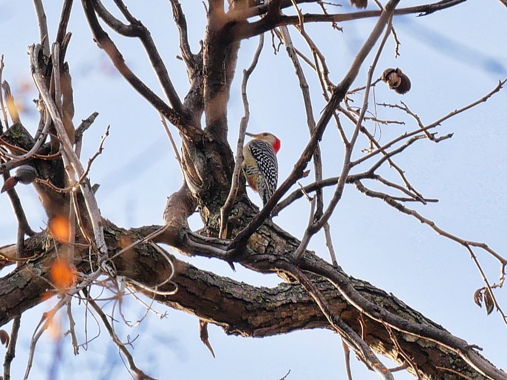 Woodpecker-in-Pecan-Tree-Lumix-100-300-00004.jpeg
