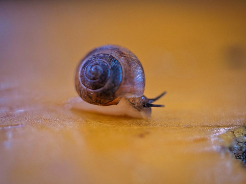 Snail on Table