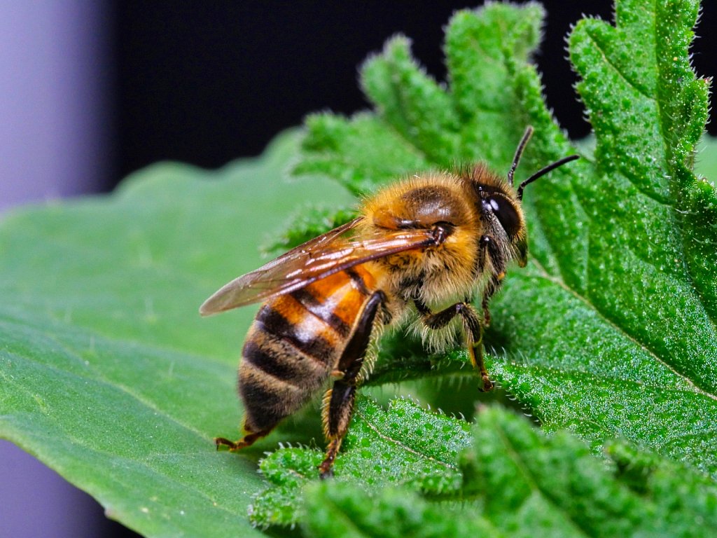 Bee Standing on Green Leaf