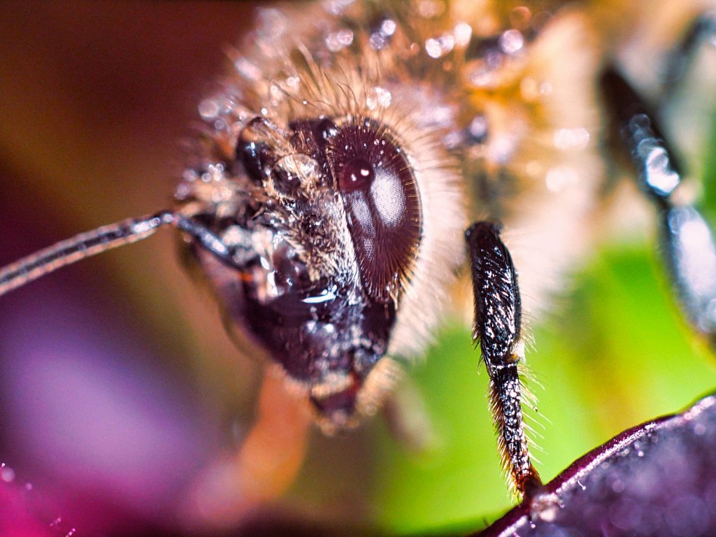 Bee Standing on Salad Leaf