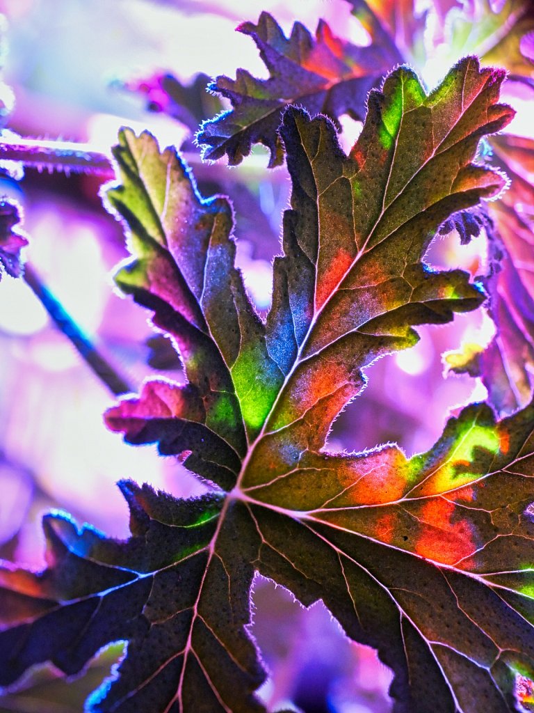 Color-Lamp-Reflecting-on-Leaf.jpeg