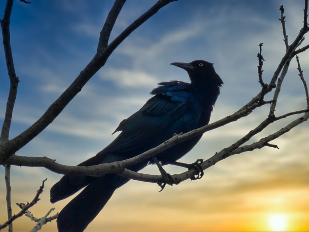 Crow-and-sunset-1.jpeg