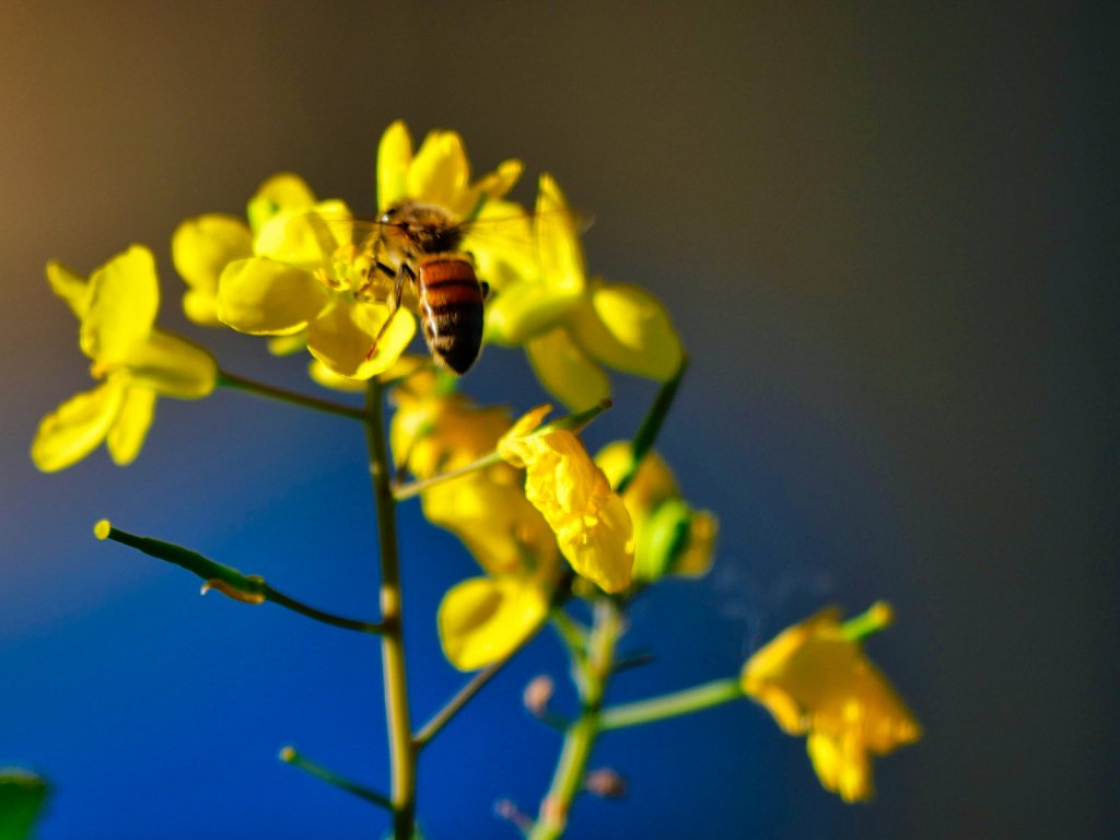 Bee-on-Yellow-Flowers.jpeg