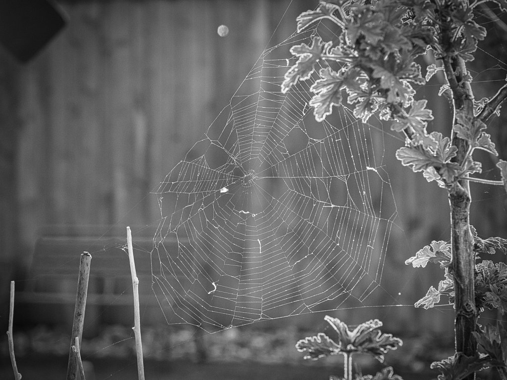 Spiderweb BW
