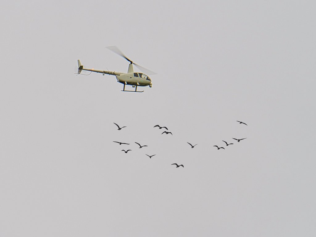 Helicopter-White-and-Birds.jpeg