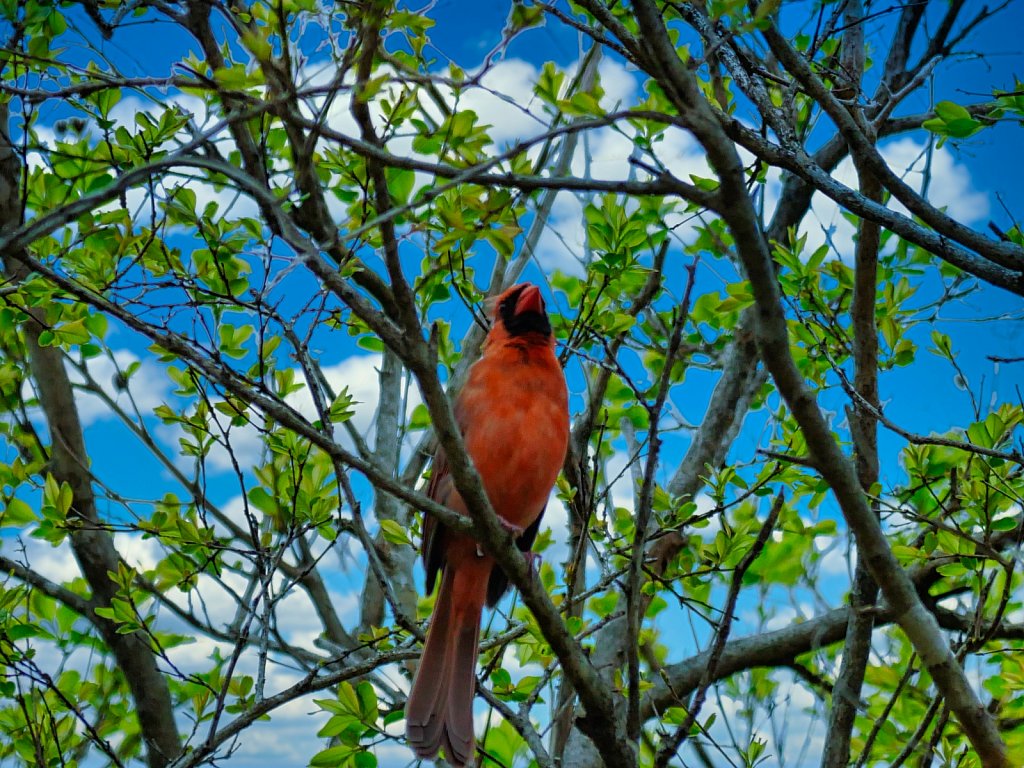 Red-Bird-on-Tree-1.jpeg