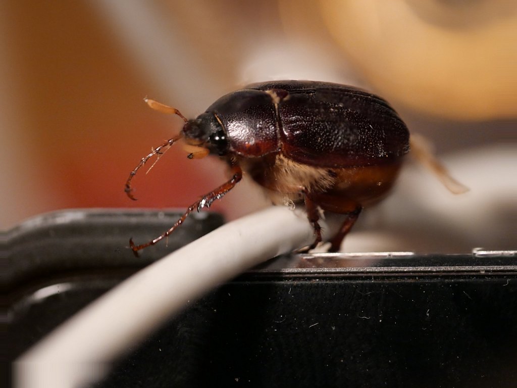 JuneBugonawire.jpg Peter Pohls Photography