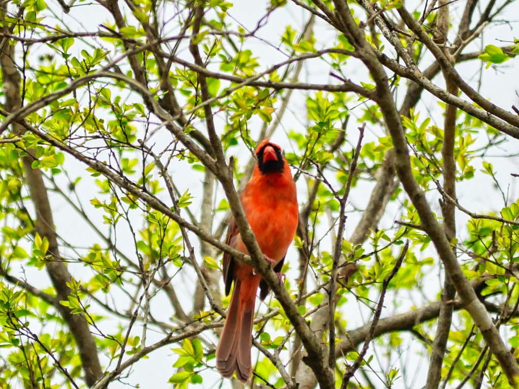 Red-Bird-on-Tree-zoom-2.jpeg