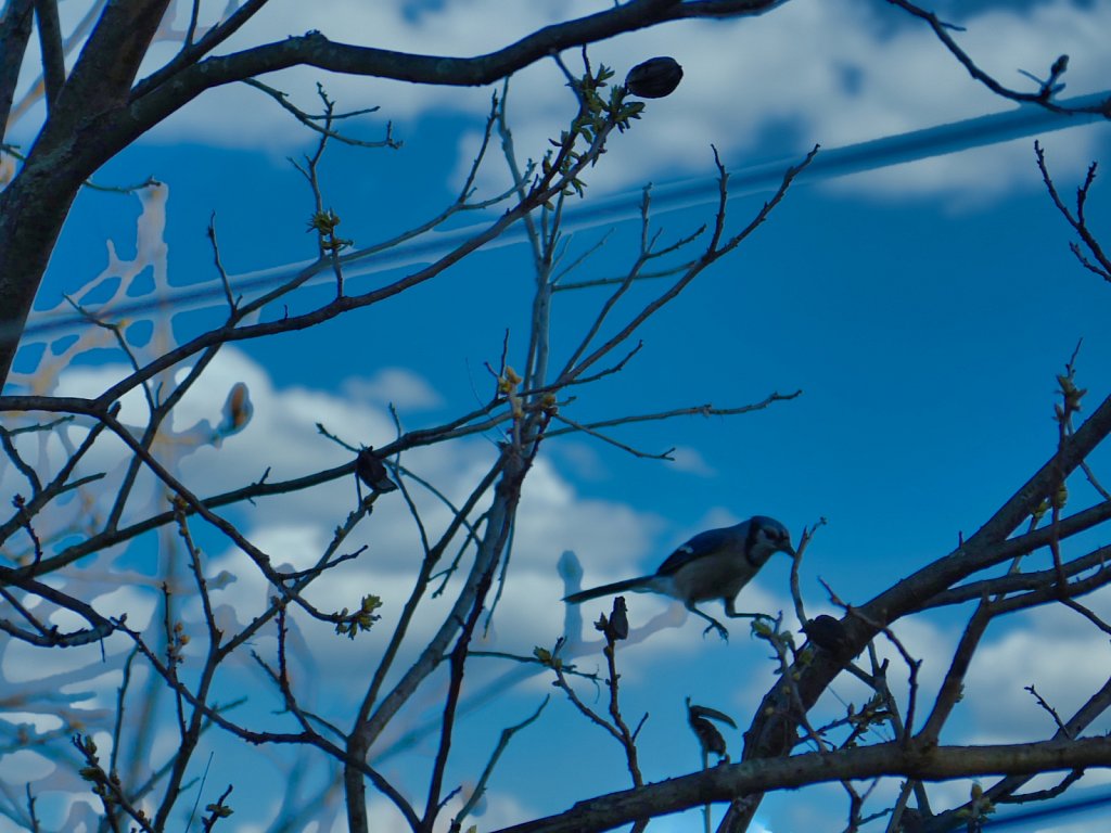 Blue-Bird-Jumping-on-branches.jpeg