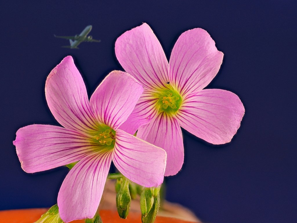 2-Wild-Pink-Flowers-and-plane-Macro.jpeg