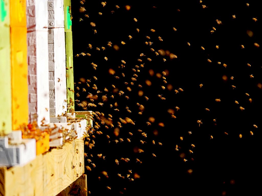 Bees-Coming-Back-to-the-Hives-00003.jpg