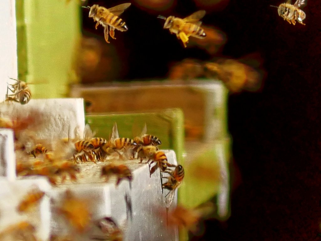 Bees-Coming-Back-to-the-Hives-00001.jpg