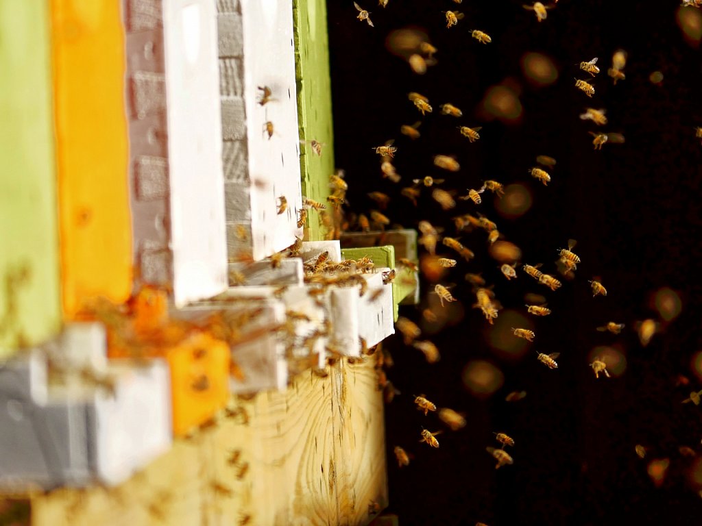 Bees-Coming-Back-to-the-Hives-00006.jpg
