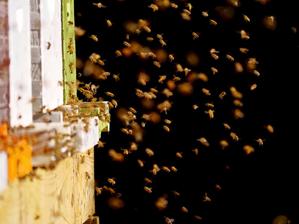 Bees-Coming-Back-to-the-Hives-00009.jpg