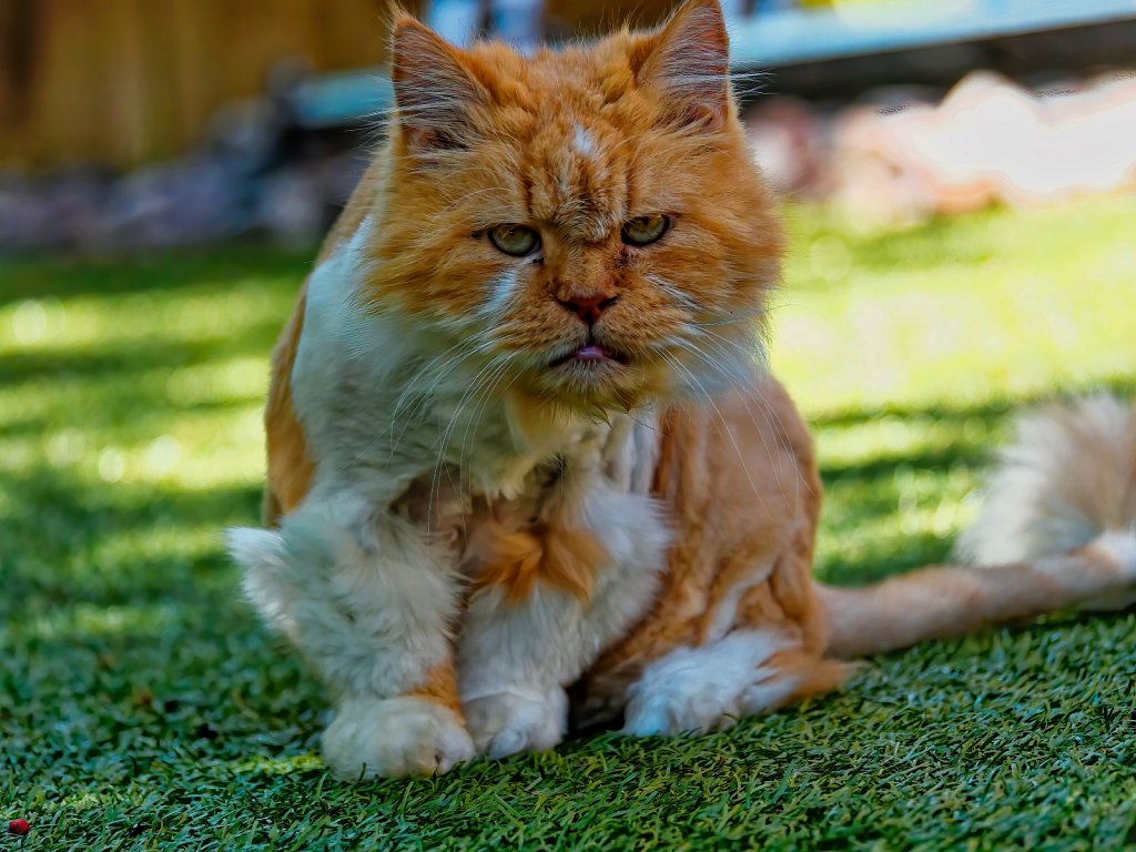 Garfield-Angry-Cat.jpeg