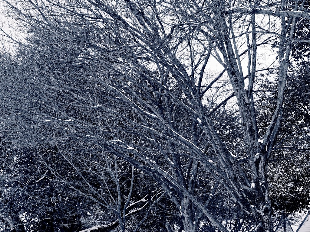 Trees-with-Snow-Dallas-Ice-Storm-2021-Polar-00002.jpg