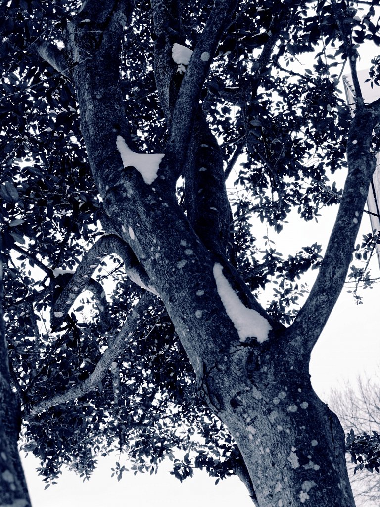 Trees-with-Snow-Dallas-Ice-Storm-2021-Polar-00003.jpg