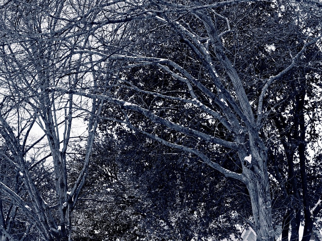 Trees-with-Snow-Dallas-Ice-Storm-2021-Polar-00001.jpg