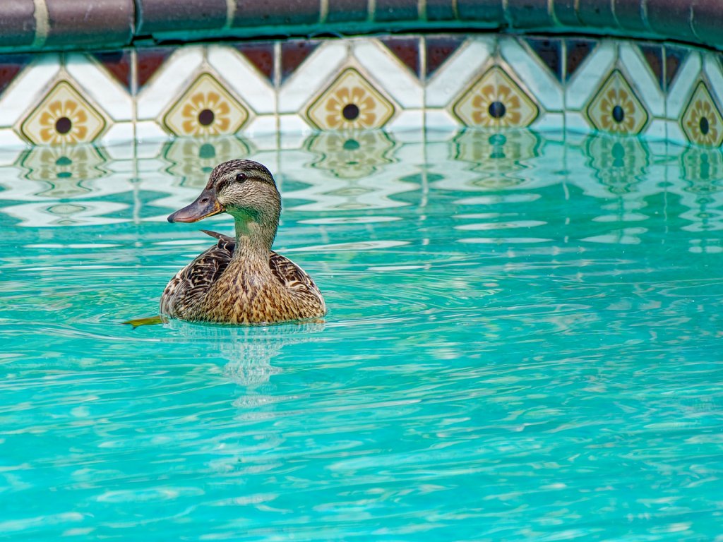 Ducks in the Pool