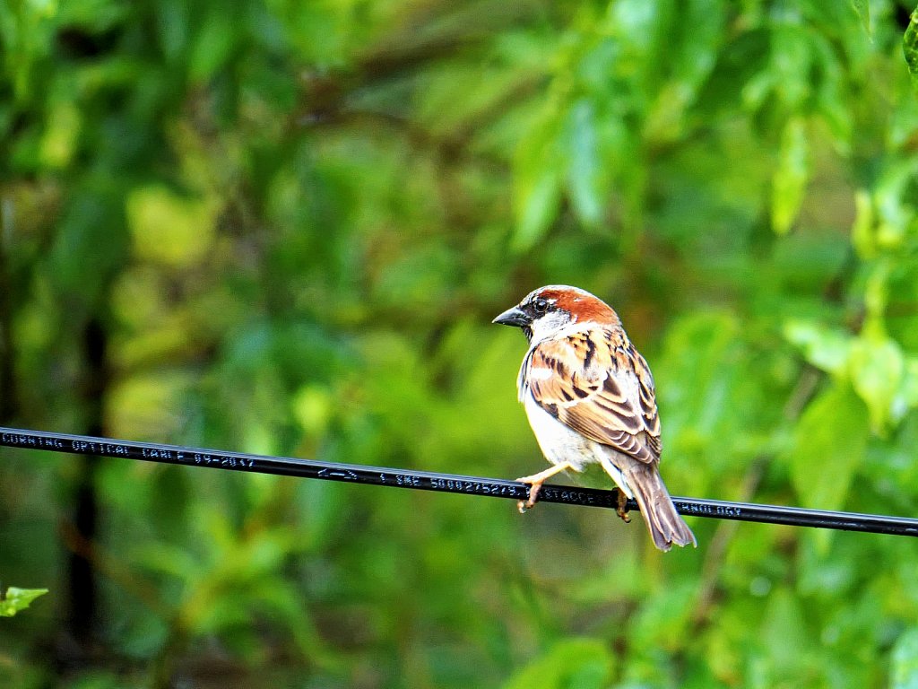 Bird on Cable Wire